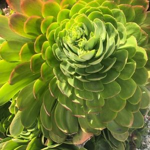 Meet your Posher, Saxon